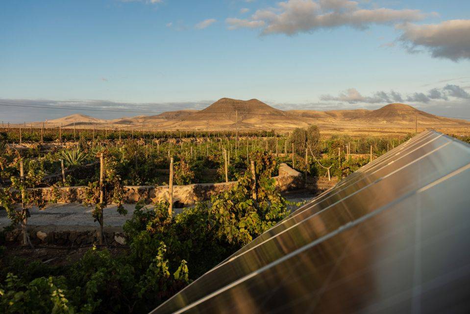 Vineyard Tour with Tasting