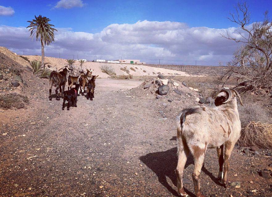 Guided Trekking Tour with Island Goats