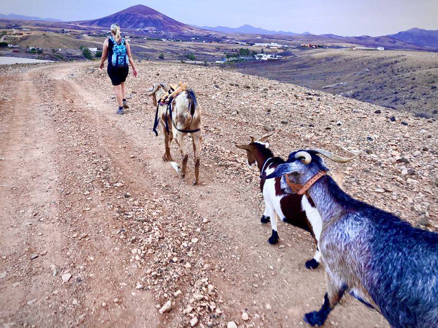 Guided Trekking Tour with Island Goats