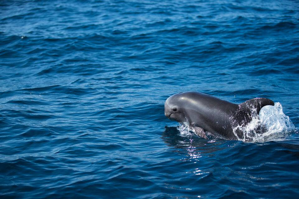 Dolphin Watching Lobos Island