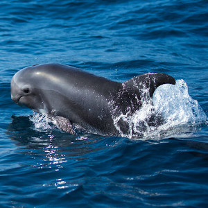 Dolphin Watching Lobos Island (09:00)