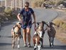 West Coast Trekking with Goats