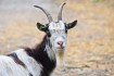 goat-3412678_960_720