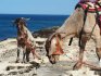 West Coast Trekking with Goats