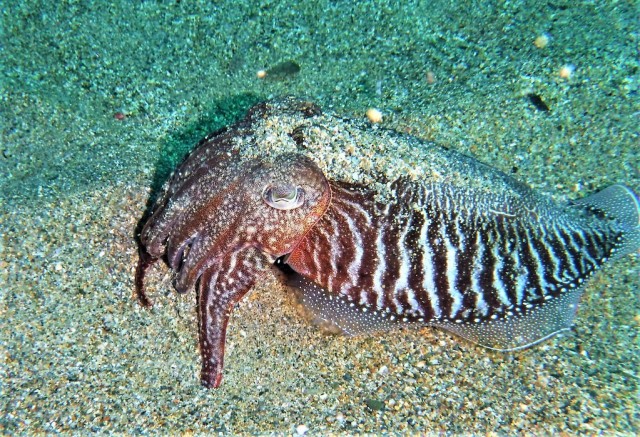 Common Cuttlefish