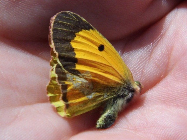 Clouded Yellow