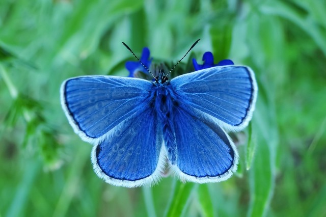 Common Blue