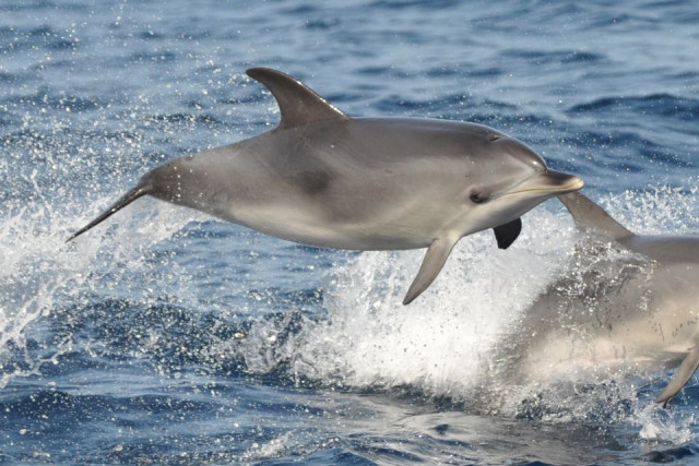 Magic Dolphin Search with Drinks and Swim