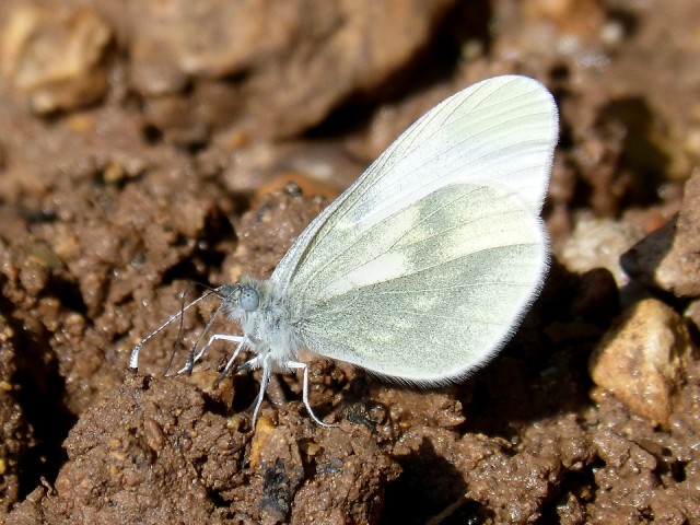 Small white