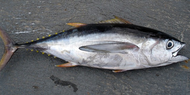 Bigeye Tuna