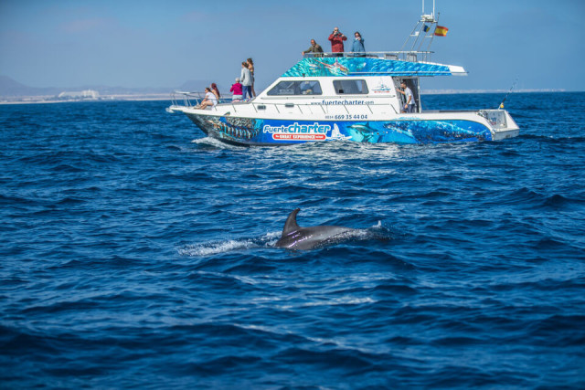 Dolphin Watching Lobos Island